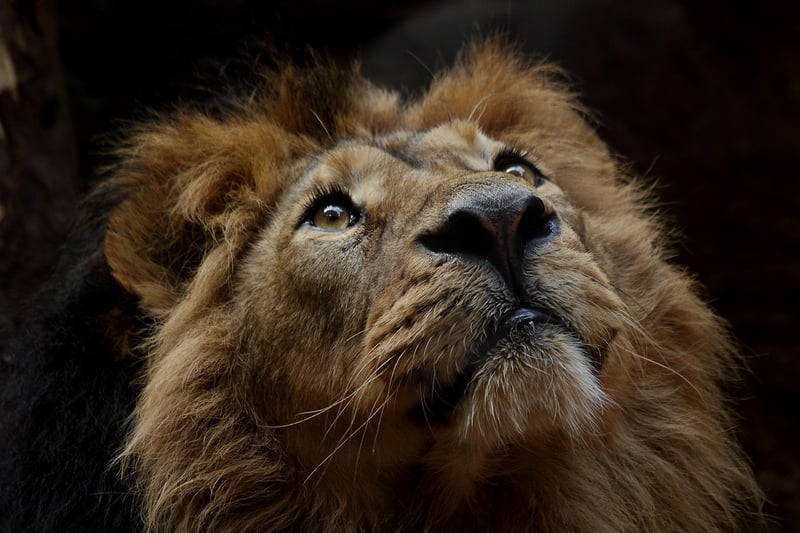 Wildlife Photography